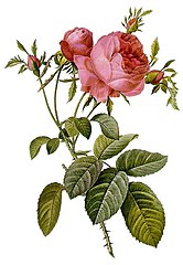 Rosa centifolia foliacea 17