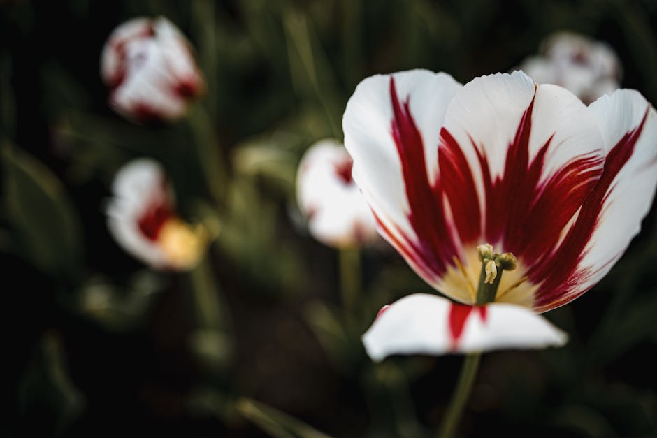 Close-up of a vibrant red and white tulip, showcasing natural beauty and artistic flair.