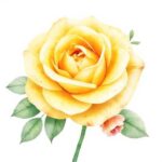 The Digital Bloom: Floral Clip Art Guide for Designers 11 yellow rose watercolor flowers soft colors white background artistic painting high quality det